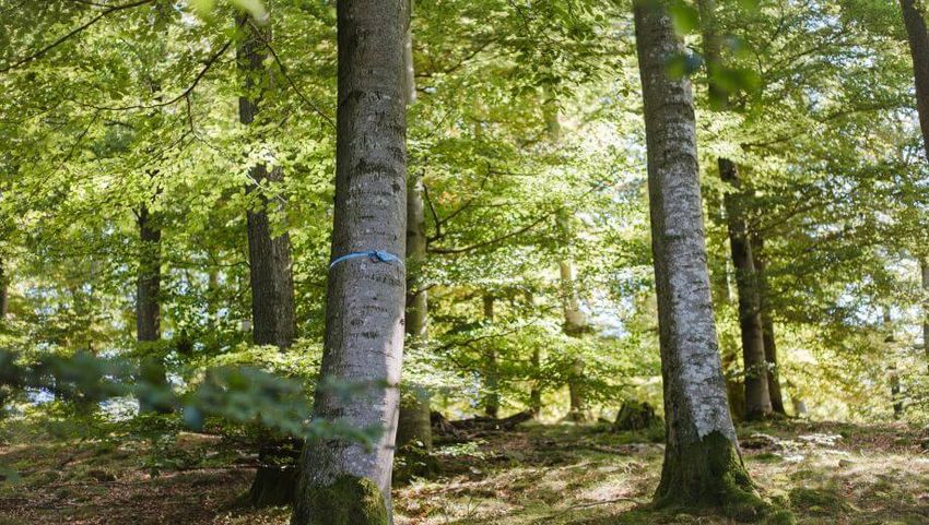 Ein freier Baum im FriedWald Clam ist mit einem blauen Band gekennzeichnet.