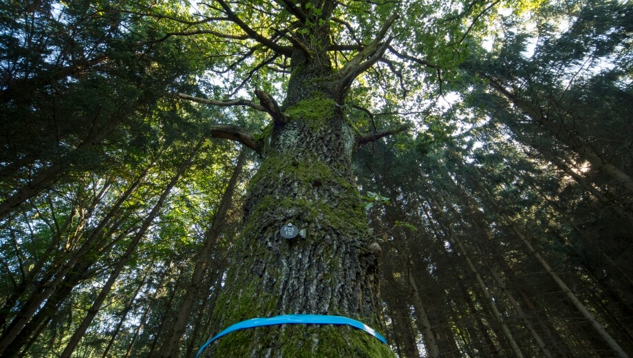 Jeder Bestattungsbaum ist mit einer Baumnummer gekennzeichnet - freie Bäume sind mit einem farbigen Band markiert.